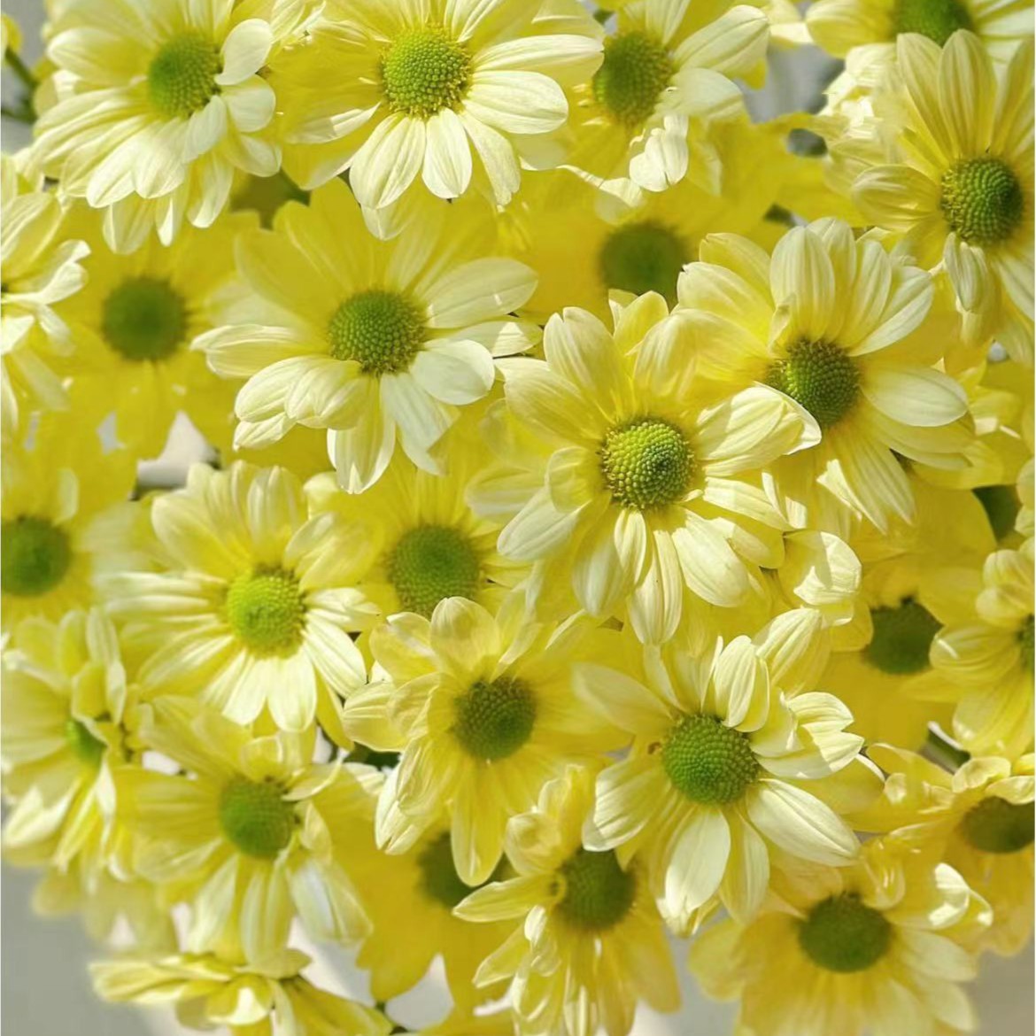 【陌上花开】奶黄色三文鱼-小菊