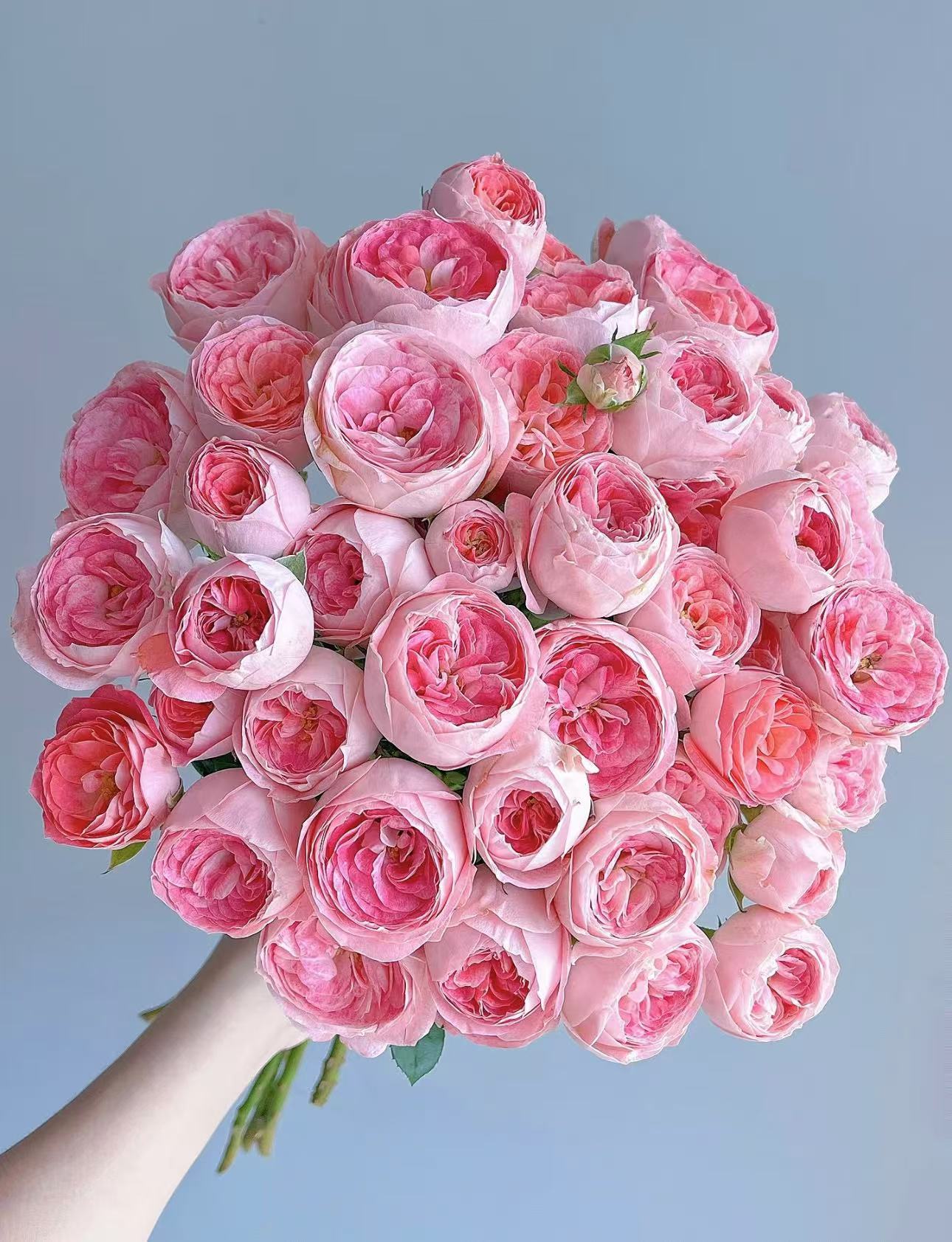 【陌上花开】诺娃-稀有多头玫瑰（注意：带包装醒花哦~）