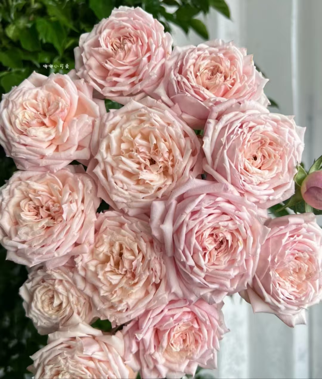 【陌上花开】樱桃古董-稀有多头玫瑰（收到请带包装醒花~）