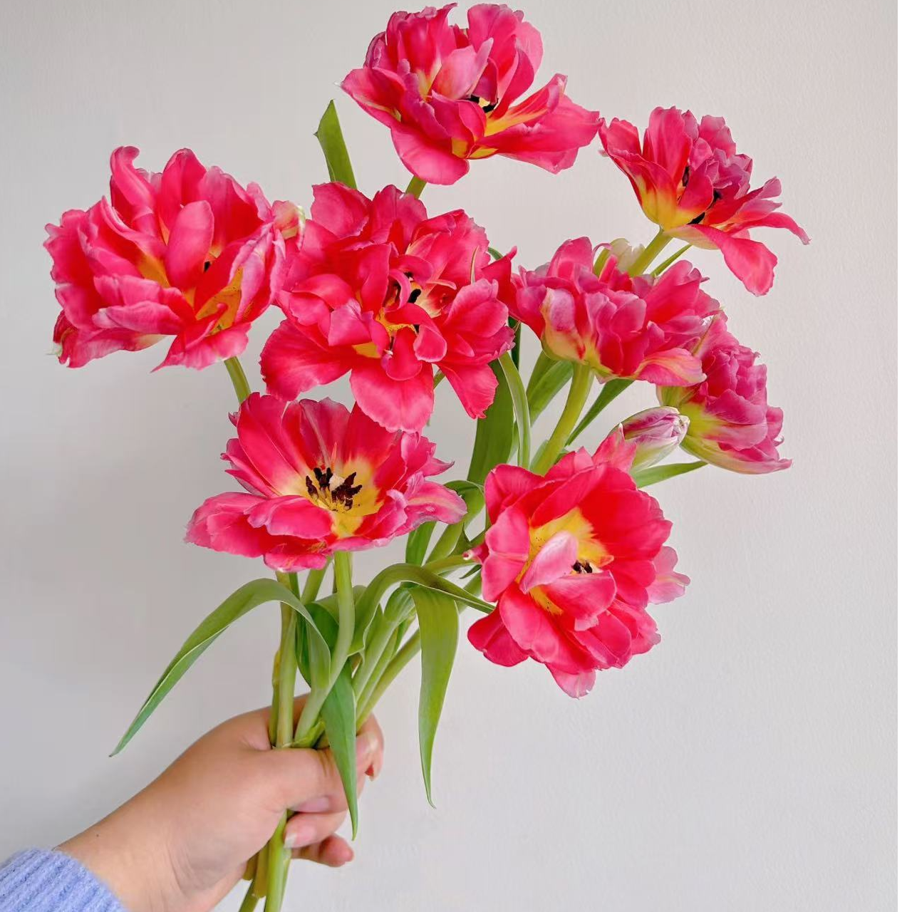 【陌上花开】糖浆布丁郁金香-鲜切花