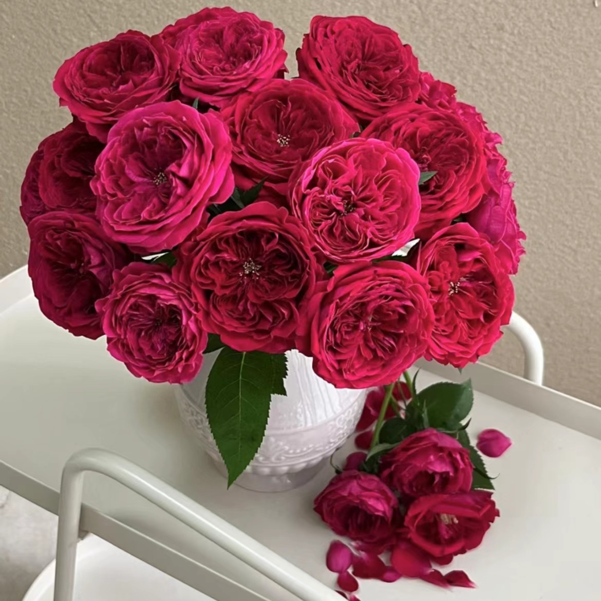 【陌上花开】达西-稀有单头玫瑰（注意带包装醒花哦~）
