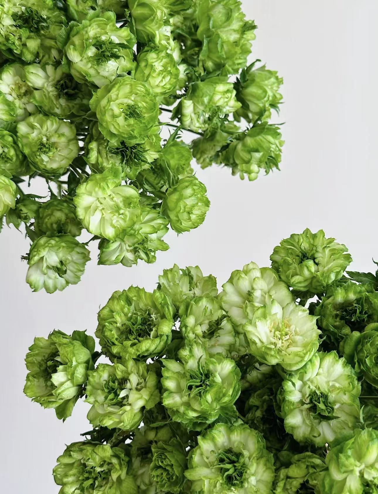 【陌上花开】多头青草地-稀有多头玫瑰（注意：带包装醒花哦~）