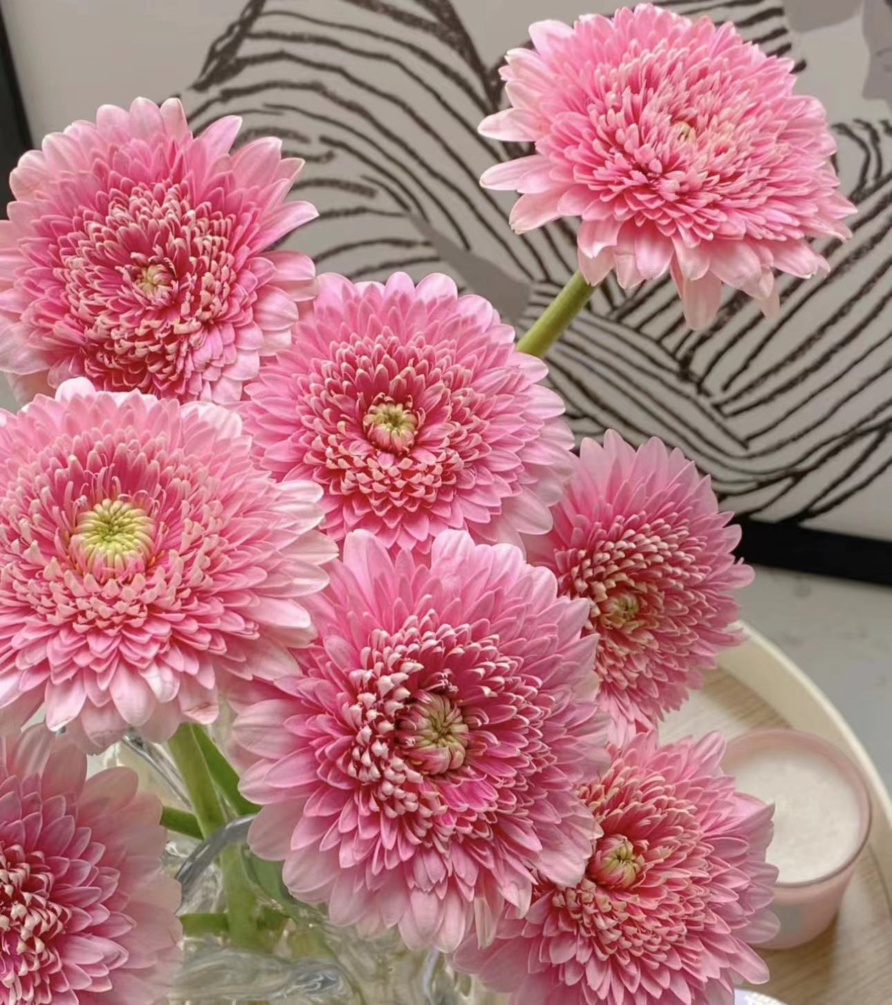 【陌上花开】20支蕾丝泡泡非洲菊-非洲菊（实物以直播间展示为主哦~）