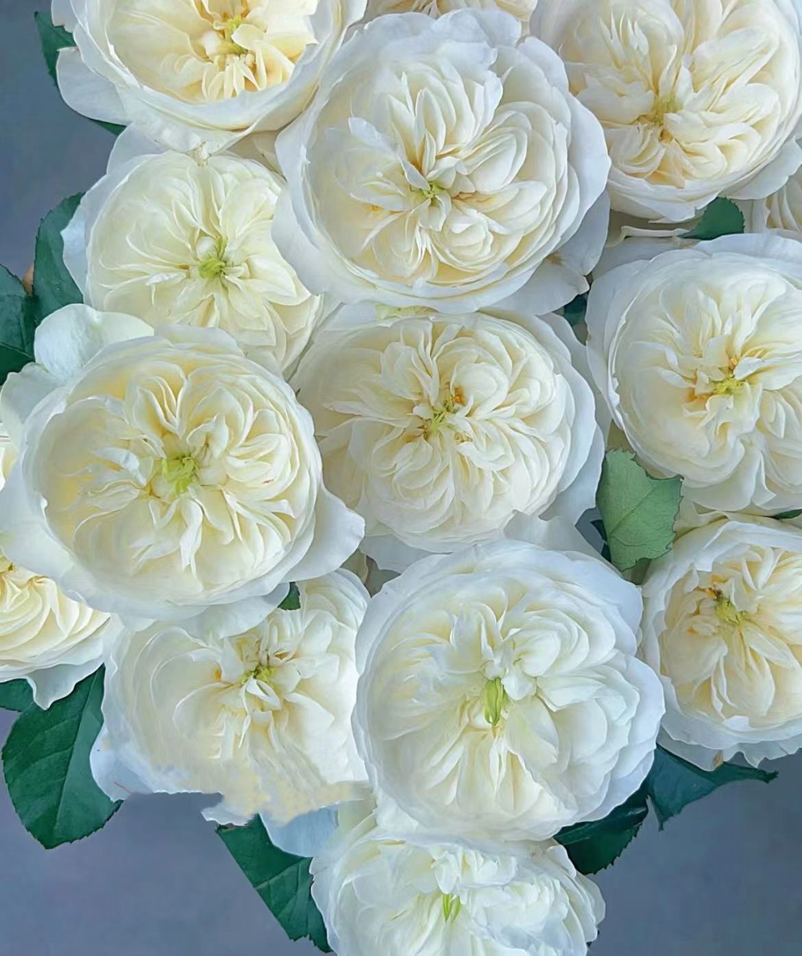 【陌上花开】多头泰勒-多头玫瑰（注意带包装醒花哦~）