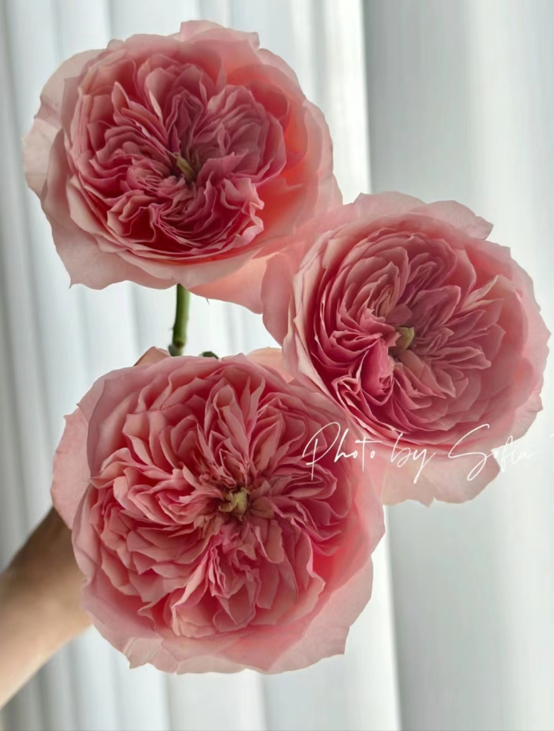 【陌上花开】粉朱丽叶-稀有单头玫瑰（收到请带包装醒花）