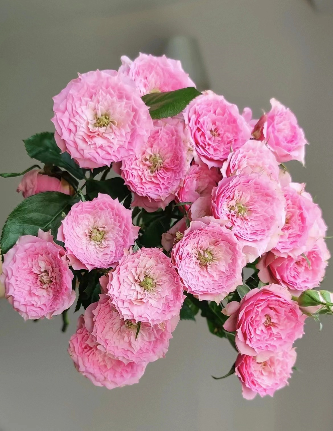 【陌上花开】粉苏菲宝贝-多头玫瑰（注意：带包装醒花哦~）