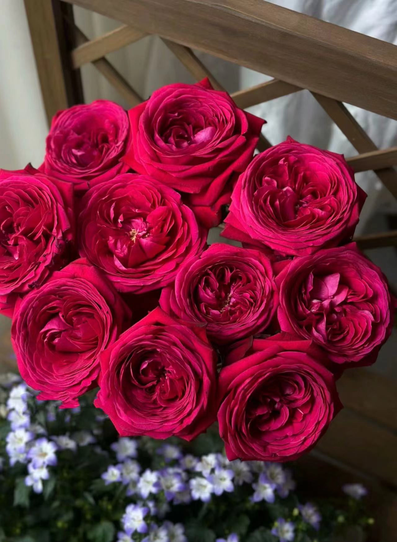 【陌上花开】樱桃梦境-稀有单头玫瑰（注意：带包装醒花哦~）【520鲜花】