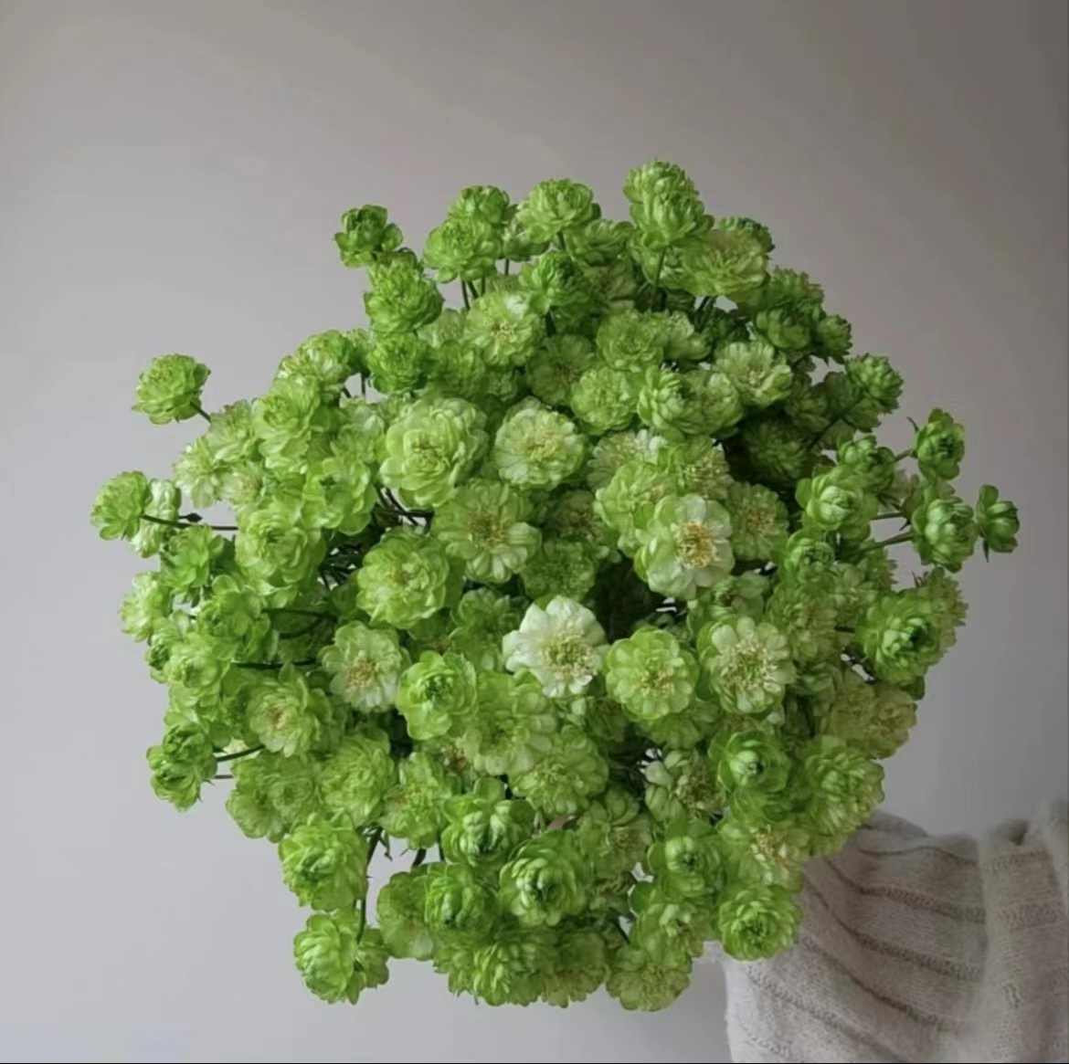 【陌上花开】绿闪电-多头玫瑰