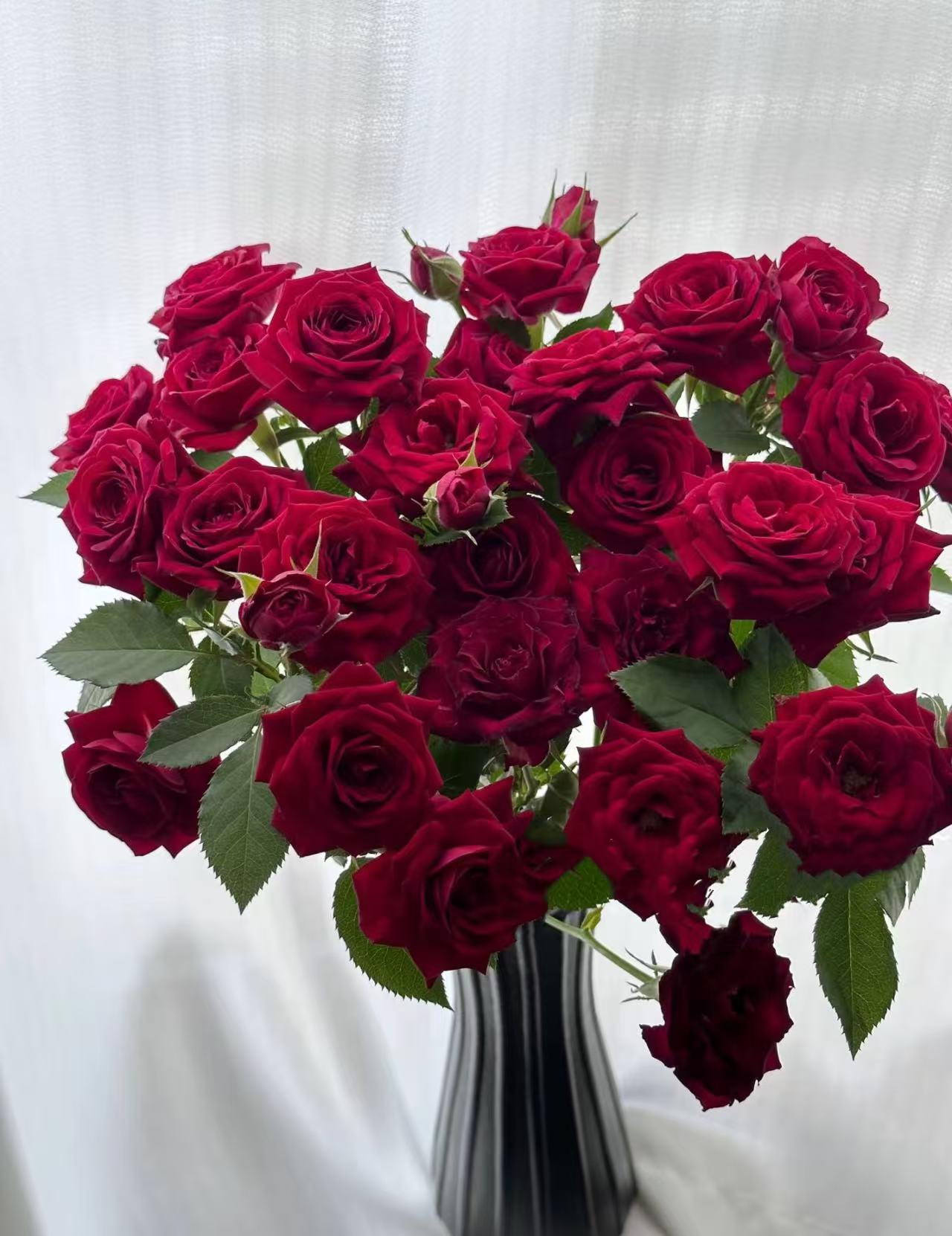 【陌上花开】红玛卡-多头玫瑰