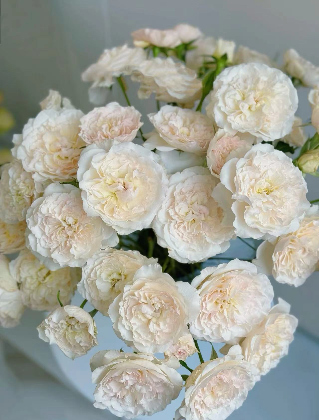 【陌上花开】妮薇小姐-稀有多头玫瑰（收到请带包装醒花~）