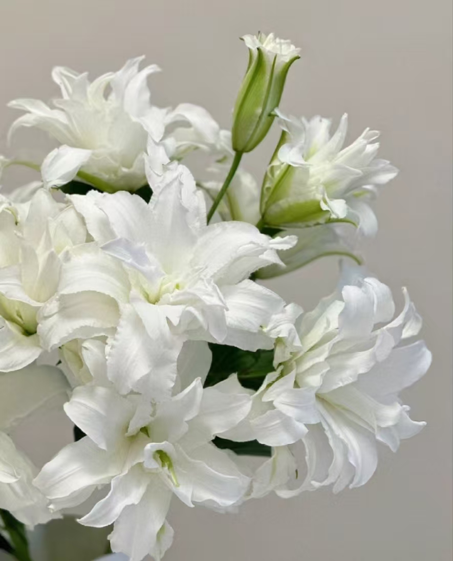 【陌上花开】两头白雪公主-百合