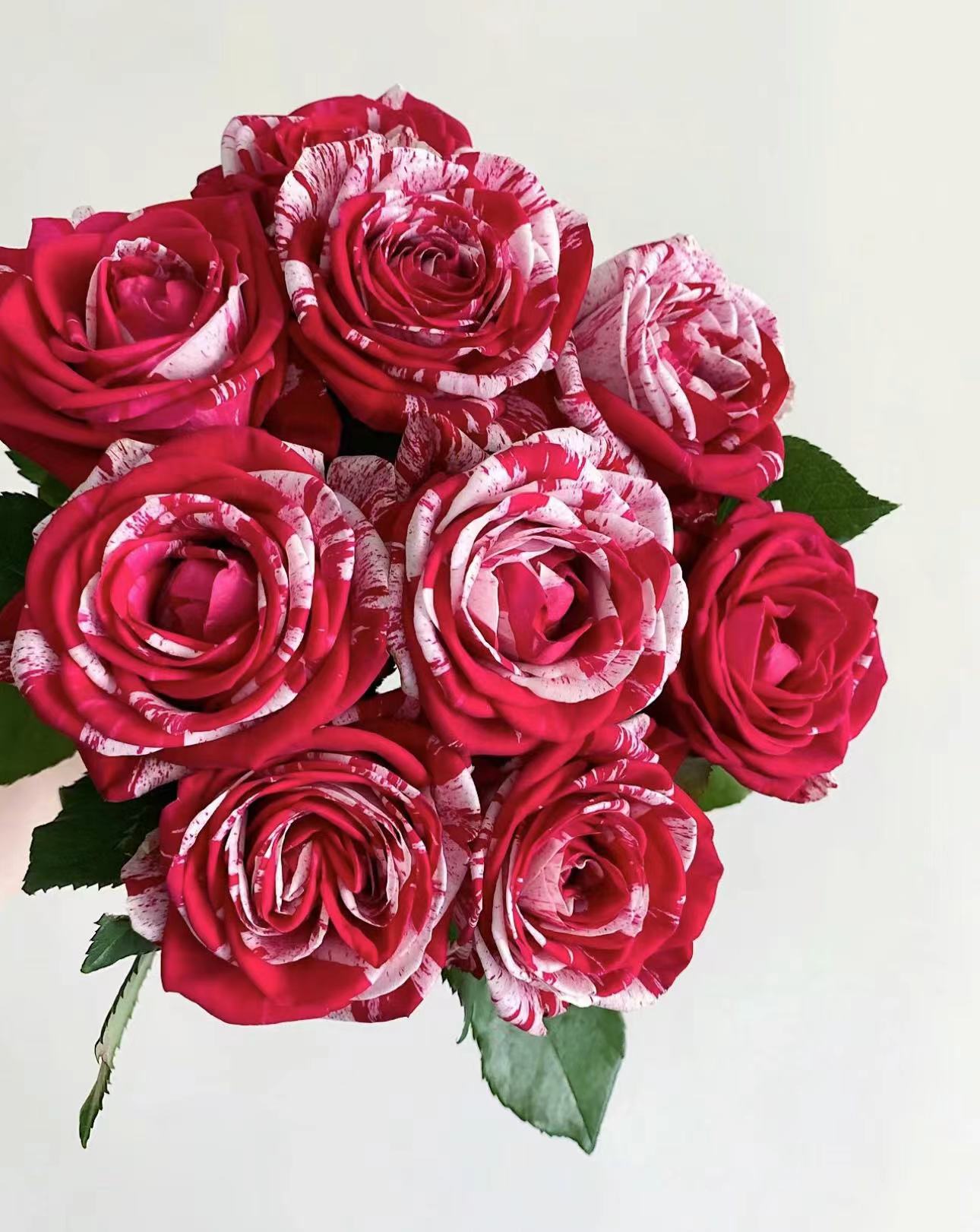 【陌上花开】水瓶座-单头玫瑰