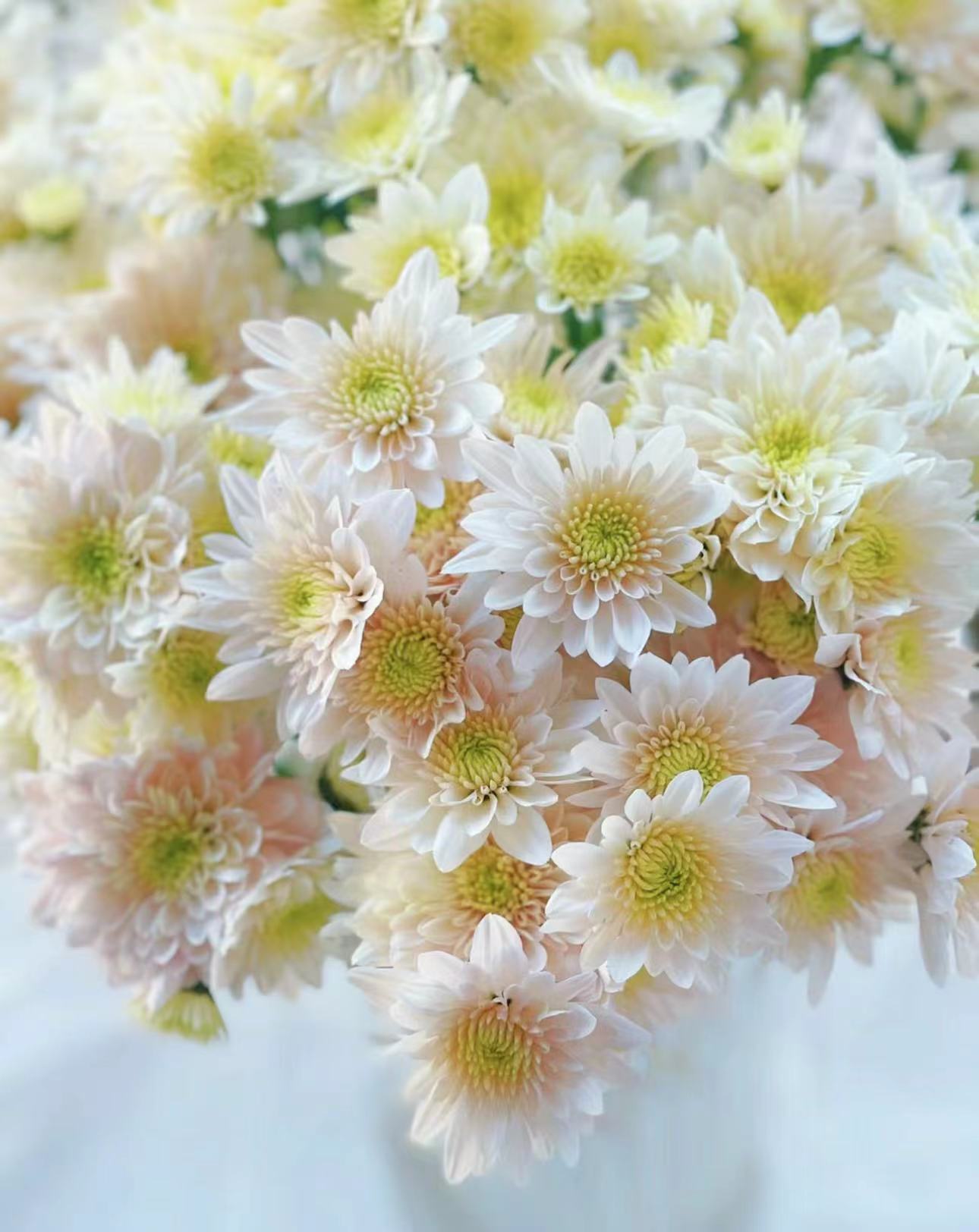 【陌上花开】香草沙拉-小菊