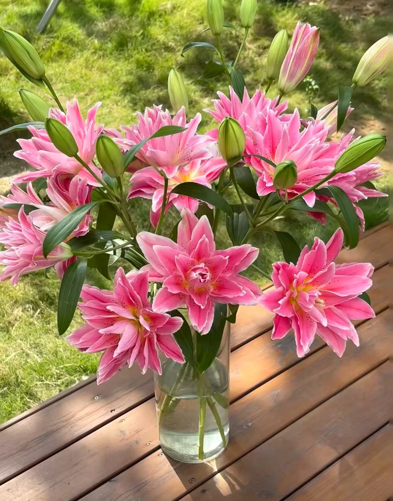 【陌上花开】多头红美人-重瓣百合