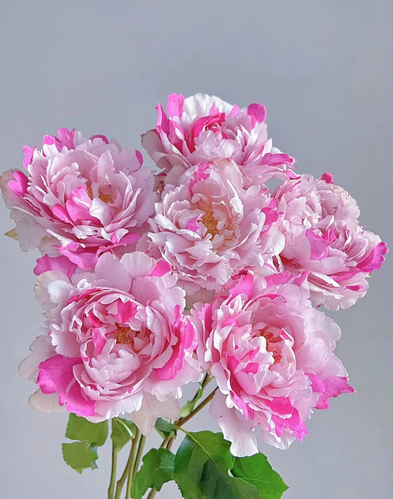 【陌上花开】伊芙银-稀有单头玫瑰（注意带包装醒花）