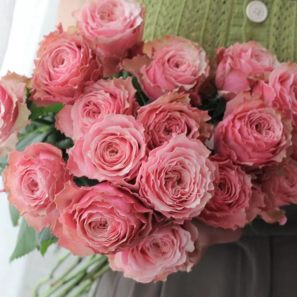 【陌上花开】伯利兹-单头玫瑰