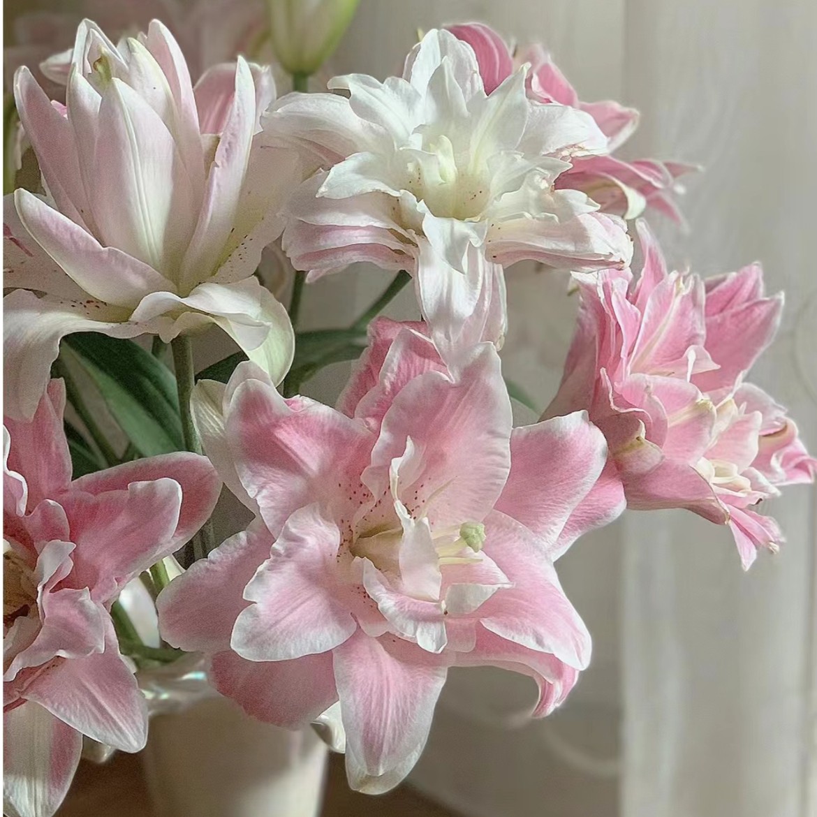 【陌上花开】三头魔法公主-百合