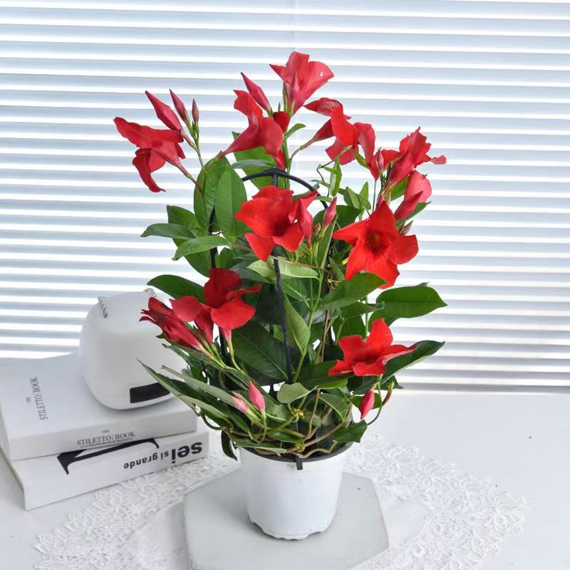 万里飘香藤大苗盆栽四季开花爬藤植物庭院室内外阳台花卉攀爬垂吊