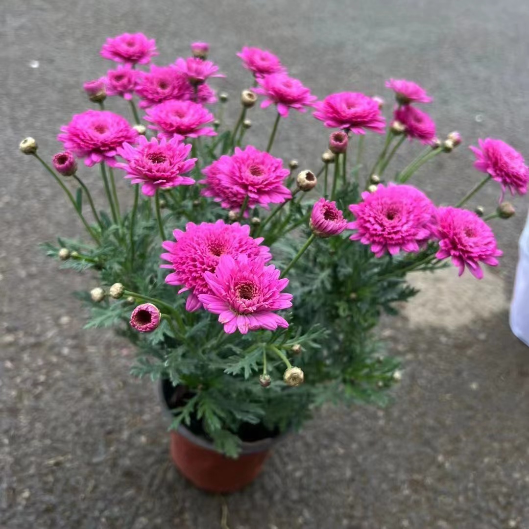 玛格丽特耐寒姬小菊格桑花苗带花庭院阳台室外四季春季绿植室内