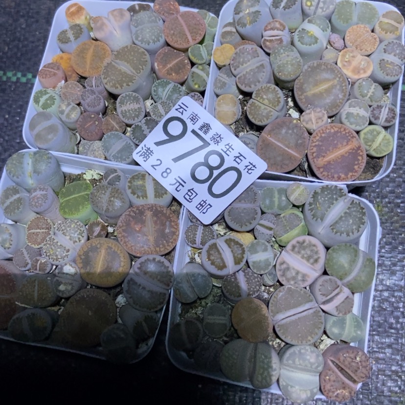【闪购商品】9780量拍发一盒混合