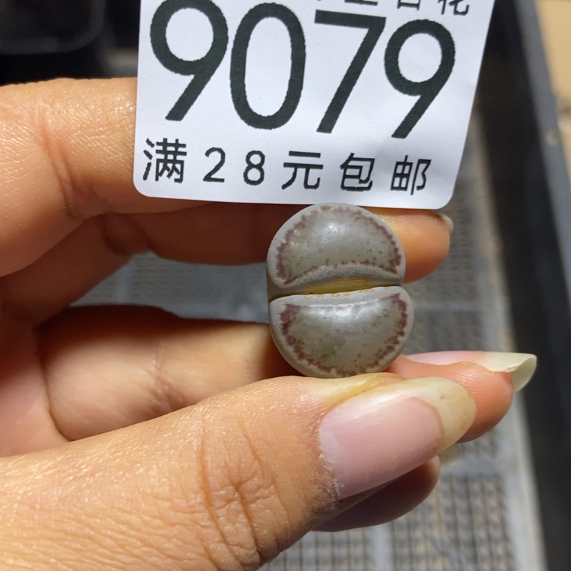 【闪购商品】9079一颗长腿特