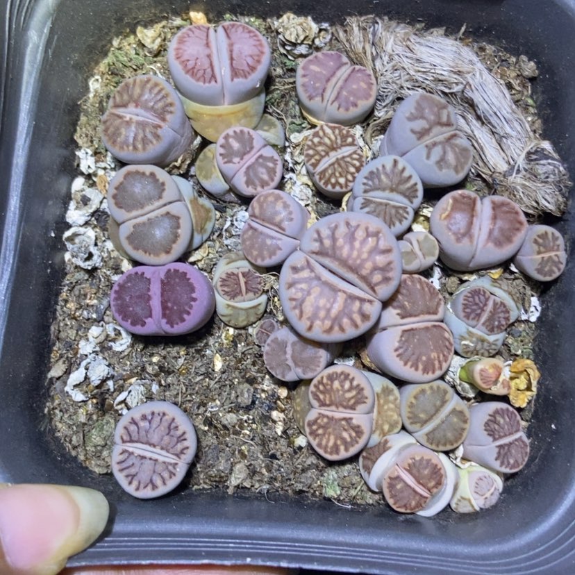 【闪购商品】8098特价一盒菊