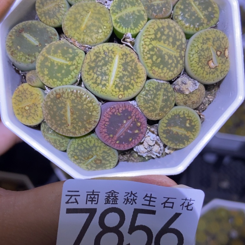 【闪购商品】7856一盒黄日轮