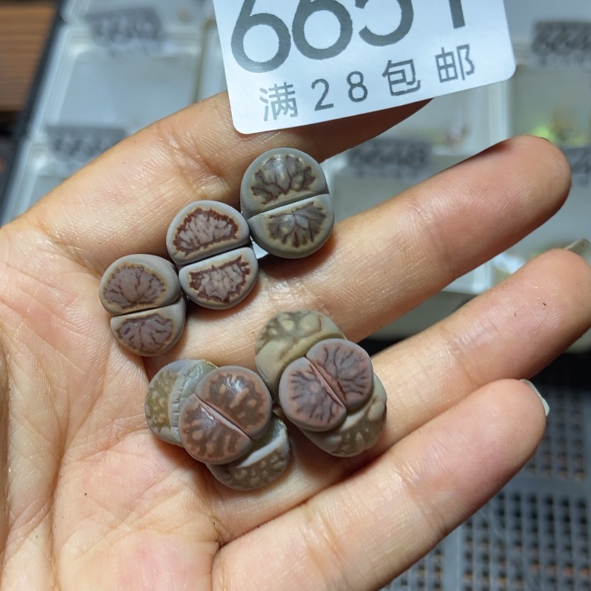 【闪购商品】6651特价菊5颗