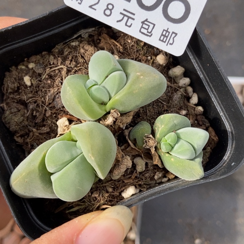 【闪购商品】9206一盒