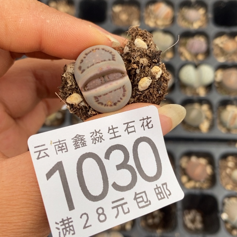 【闪购商品】1030一颗