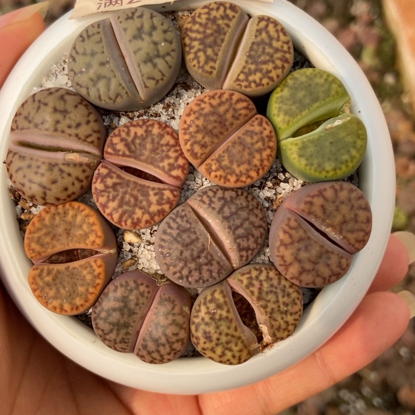 【闪购商品】4294量拍柘榴玉11颗1.5-2公分