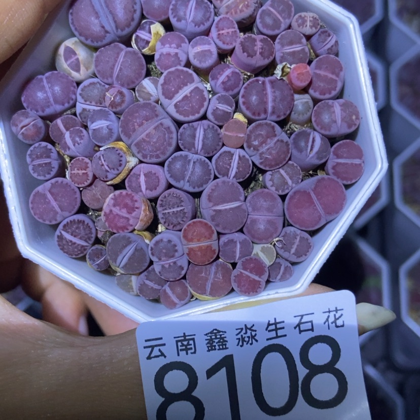 【闪购商品】8108一盒紫混