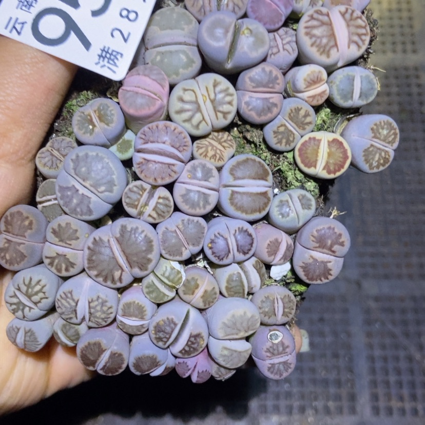 【闪购商品】9500菊切糕