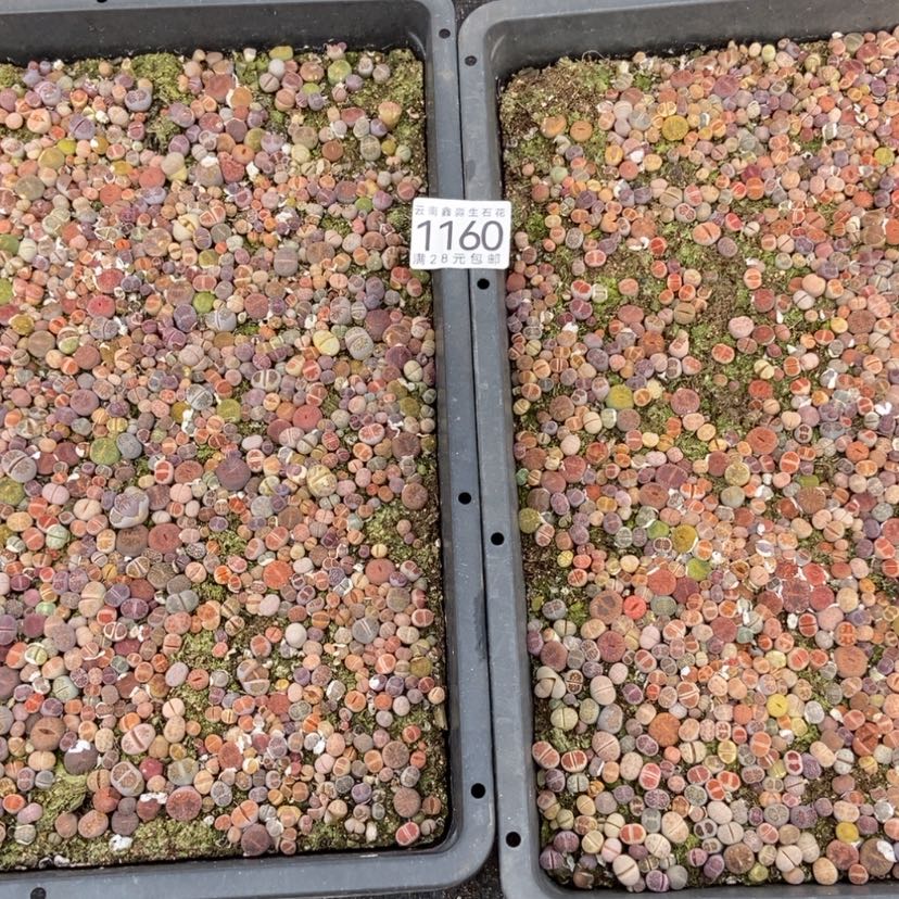 【闪购商品】倪*1160两筐带盆土有疤