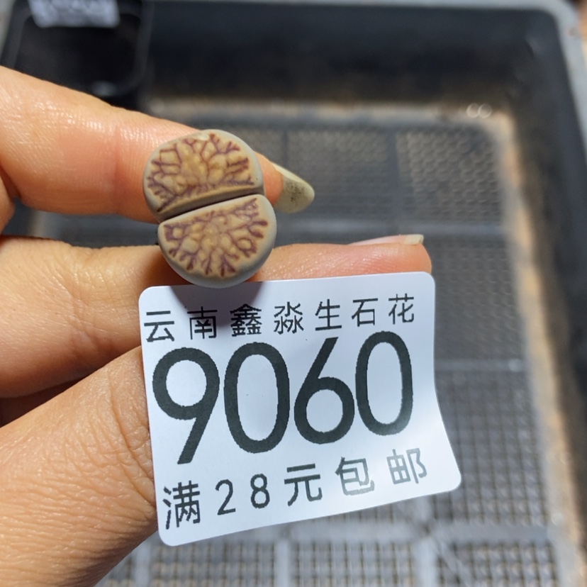 【闪购商品】9060一颗