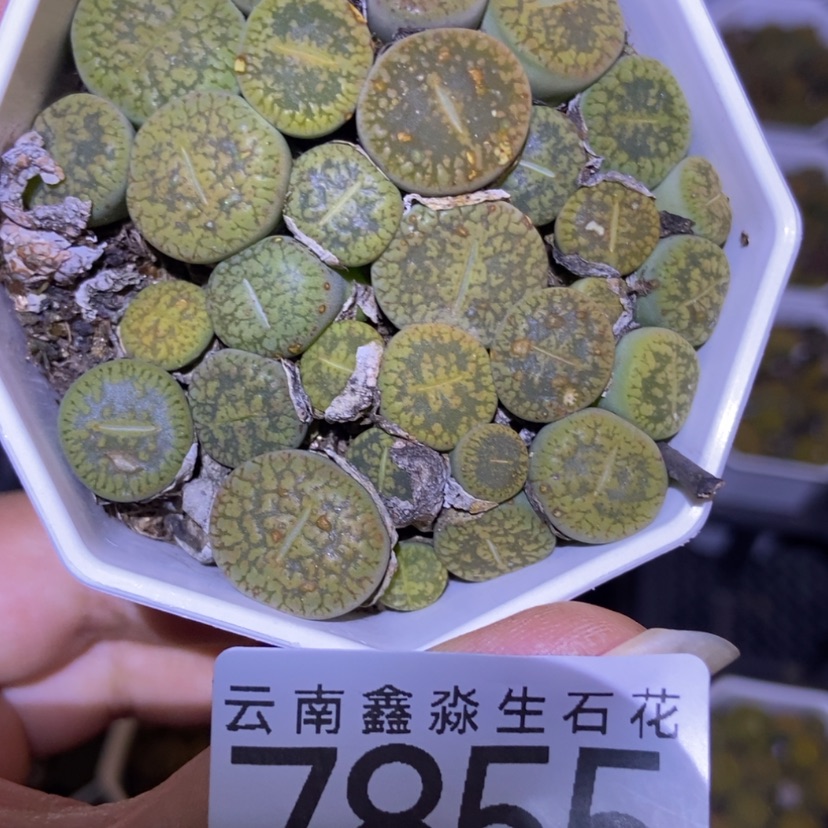 【闪购商品】7855一盒黄日轮