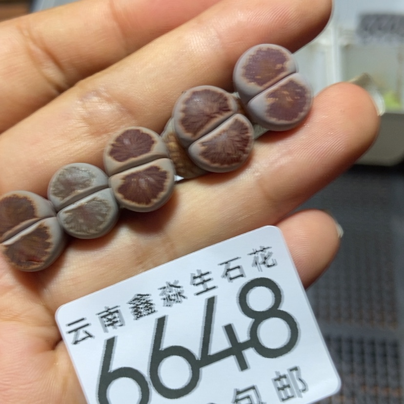 【闪购商品】6648特价菊5颗有疤