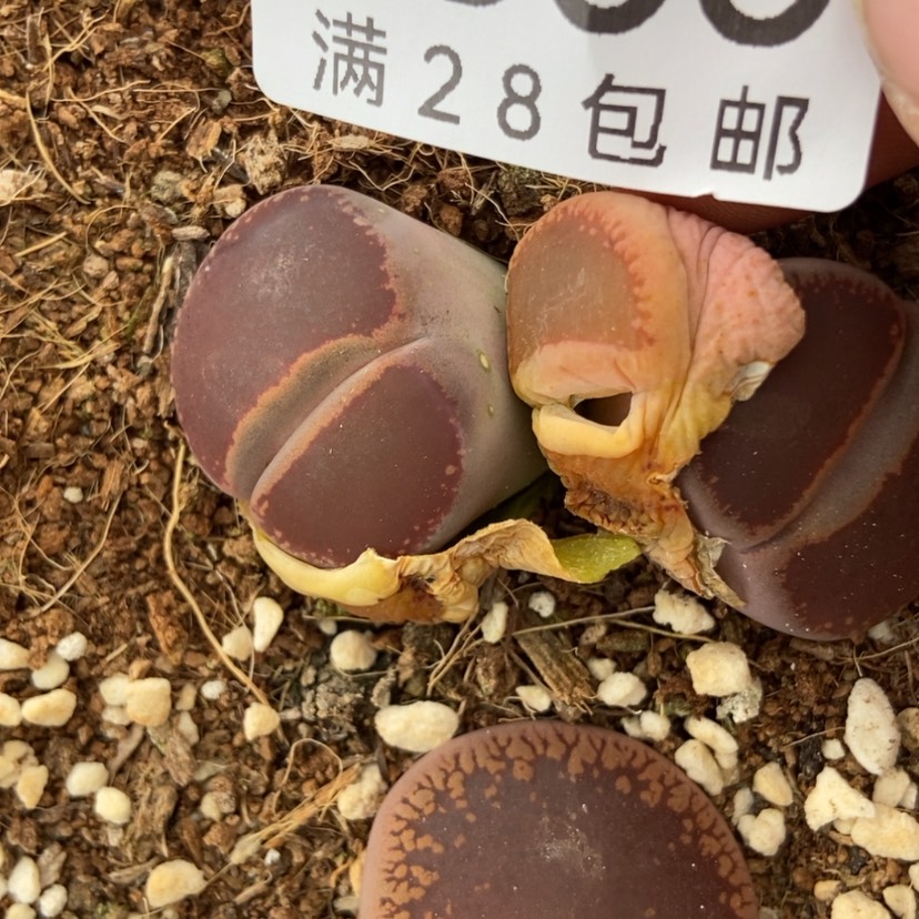 【闪购商品】8300一颗日轮