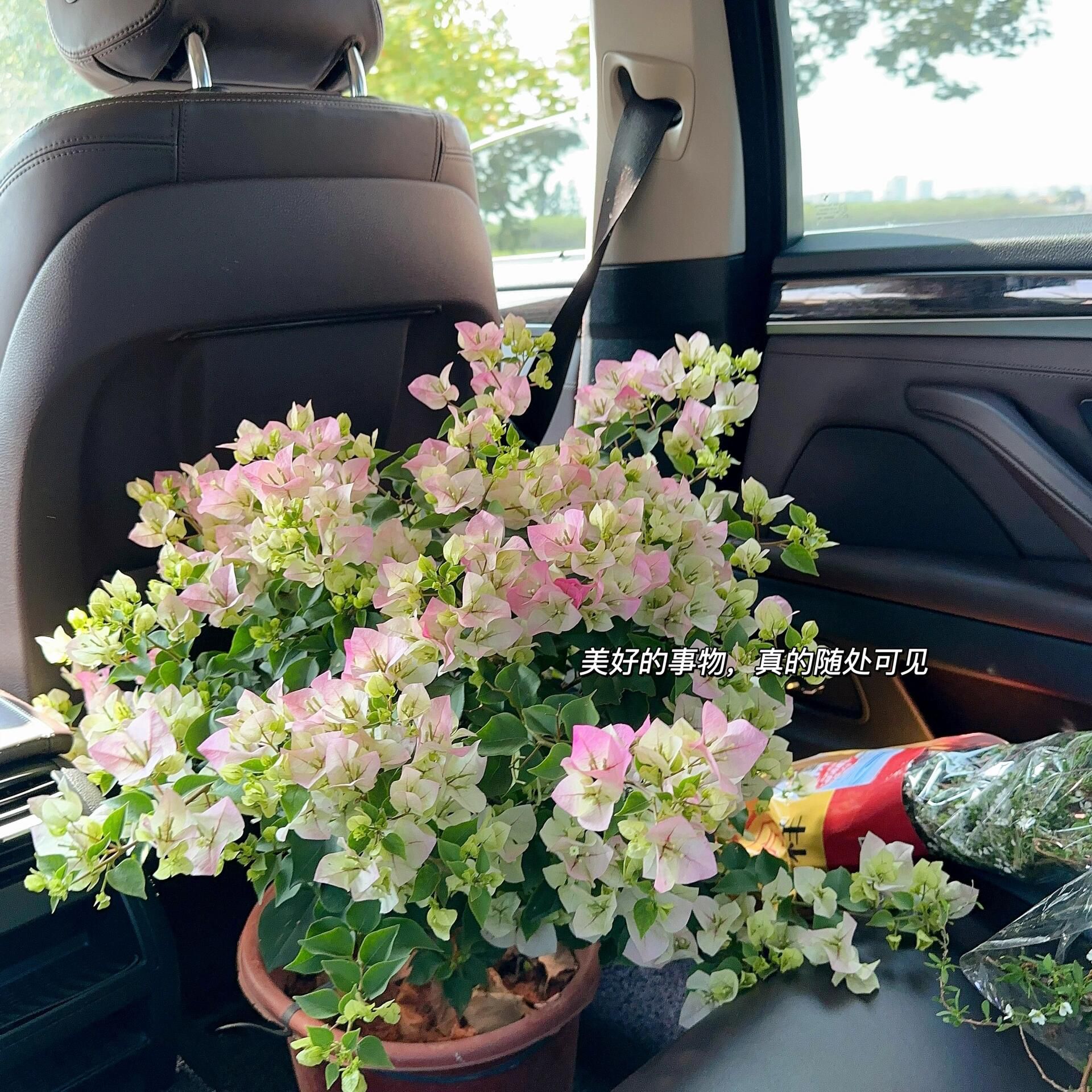 【绿樱】抹茶渐变粉/宠粉漳州三角梅/庭院花四季开花勤花植物