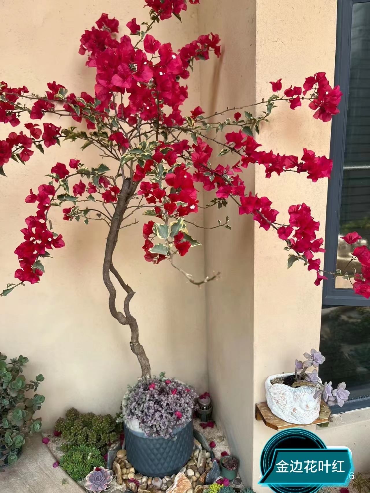 靠山王三角梅多品种一物一拍