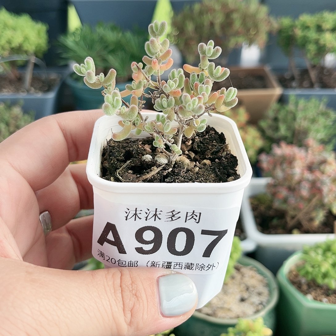 冰晶枝干番杏907。