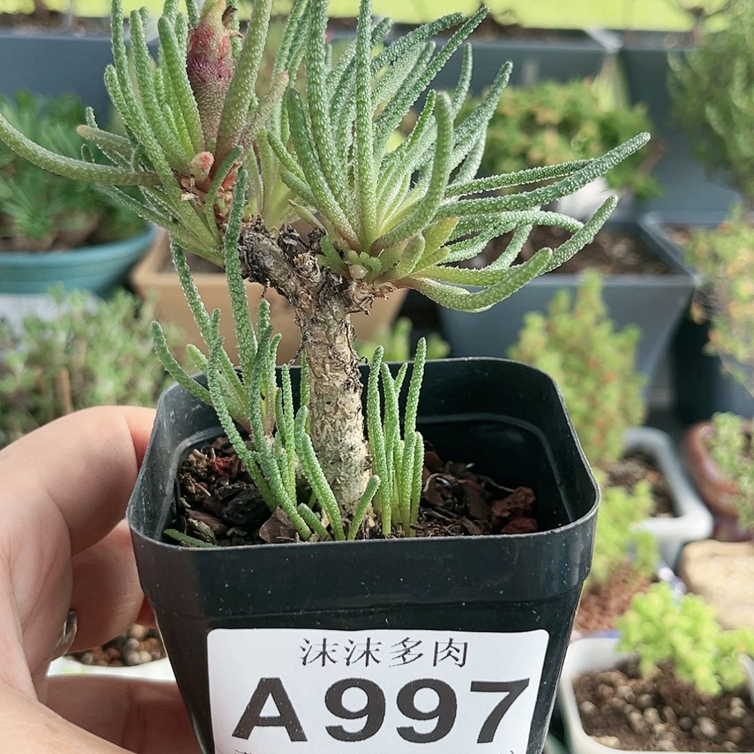 天赐。         997。