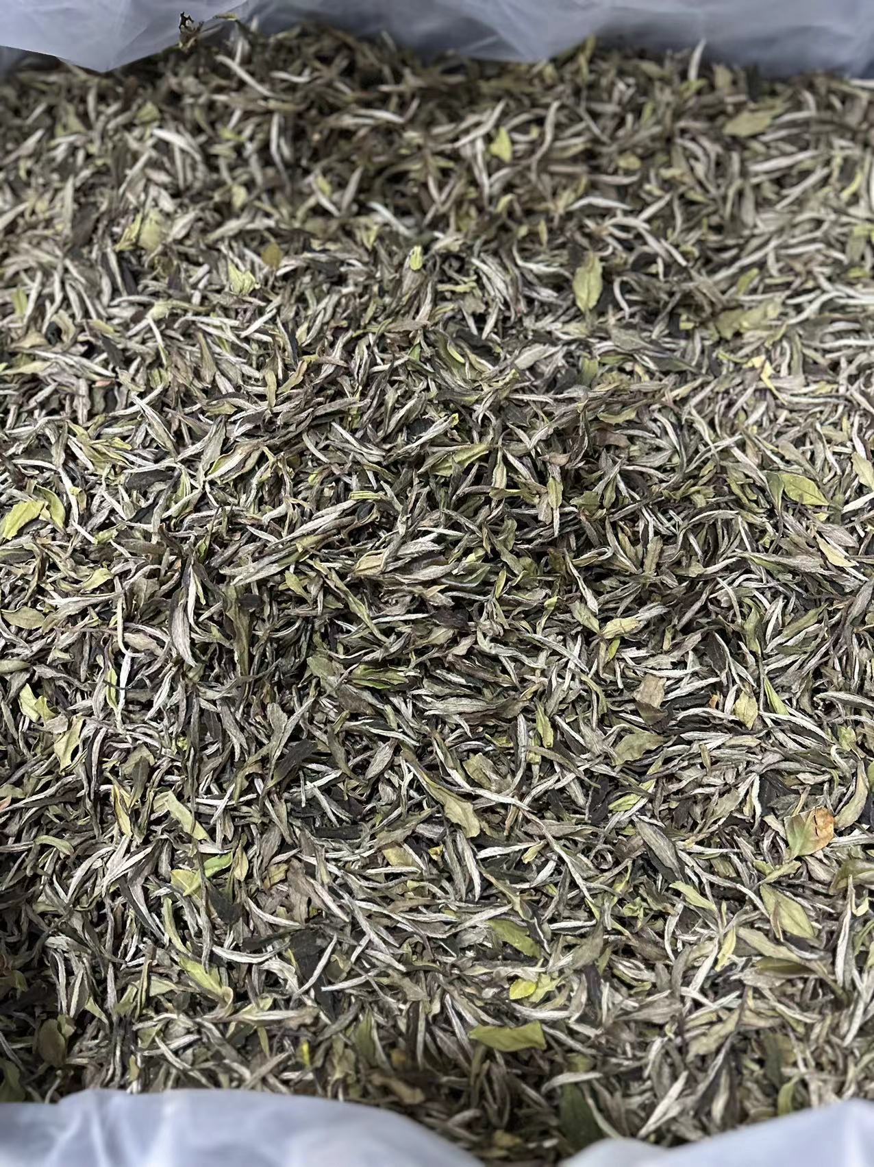 五系编号20224523大毫-2022年白牡丹