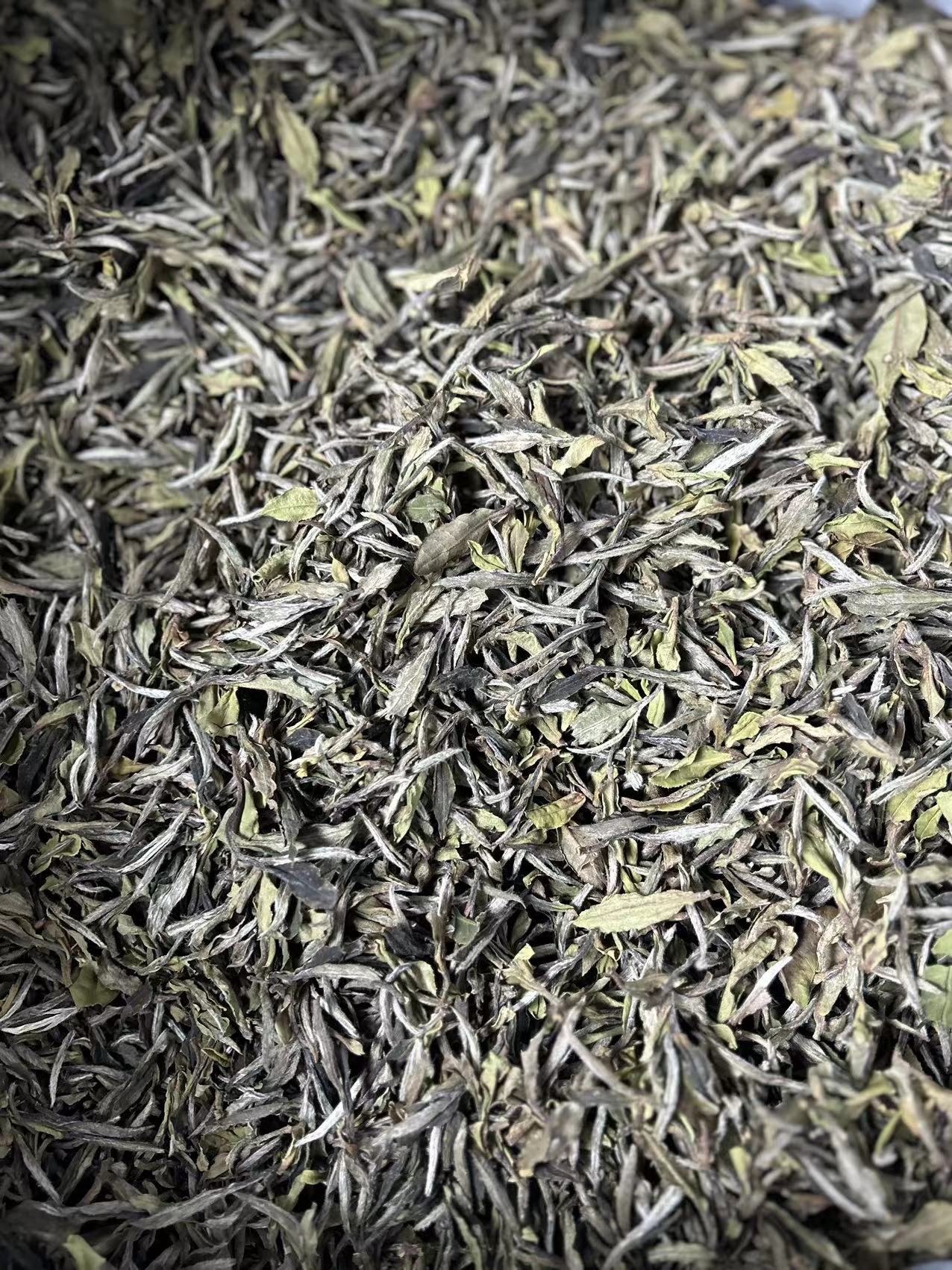 五系编号20224523大白-2022年白牡丹