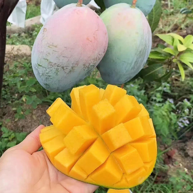 凯特芒果批发大芒果