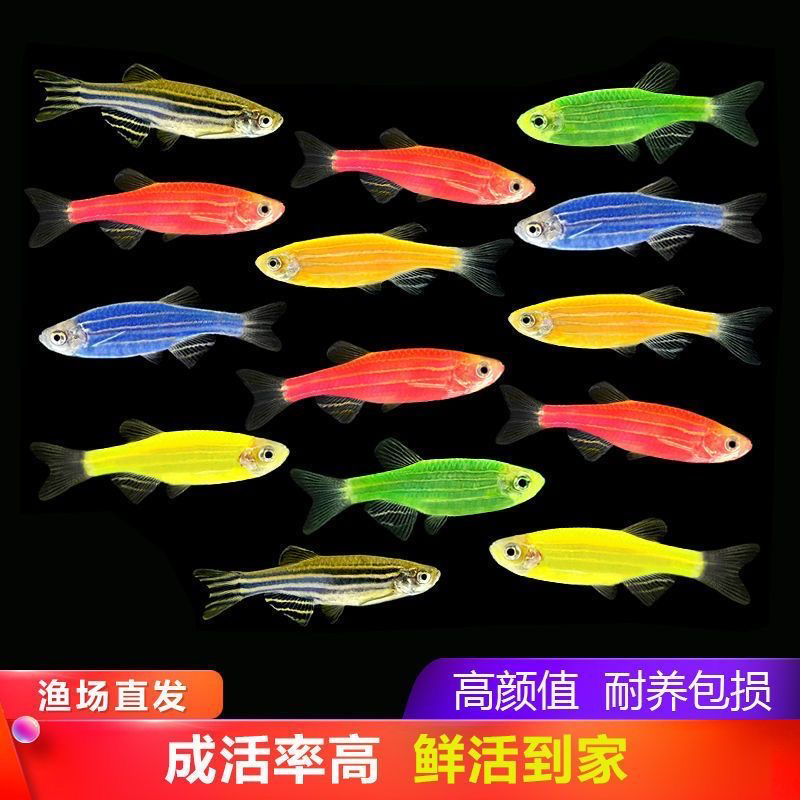 【多彩斑马鱼】观赏鱼好养耐活小型热带练手鱼红绿灯科淡水群游鱼金