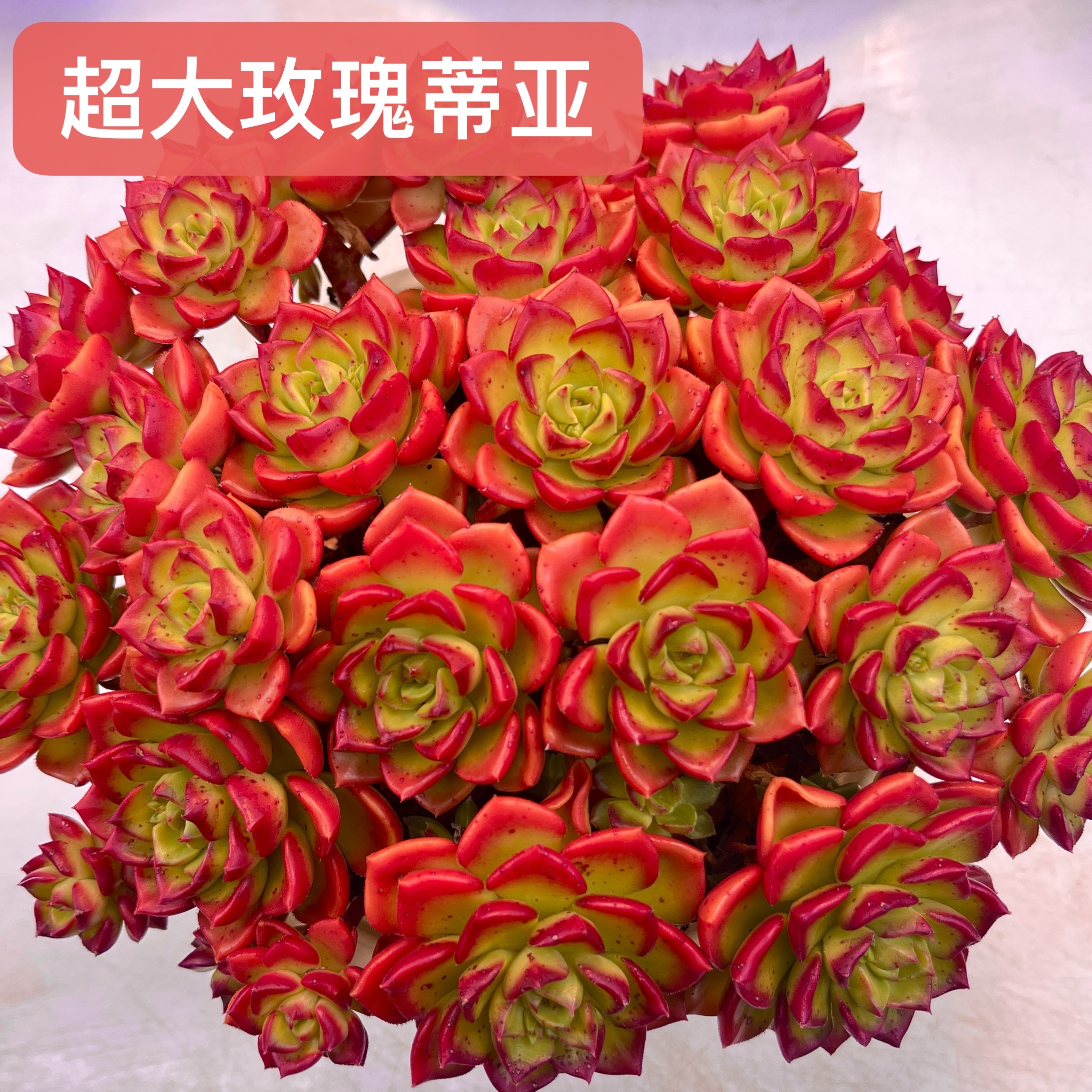 【超大玫瑰蒂亚】超大整装带盆土发  养不死不怕冻不怕热 冬天 红色