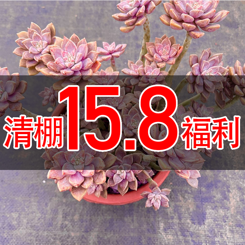 【老桩阿伦培】精品贵货 脱土裸根带盆发 室内室外 新手好养 种植地