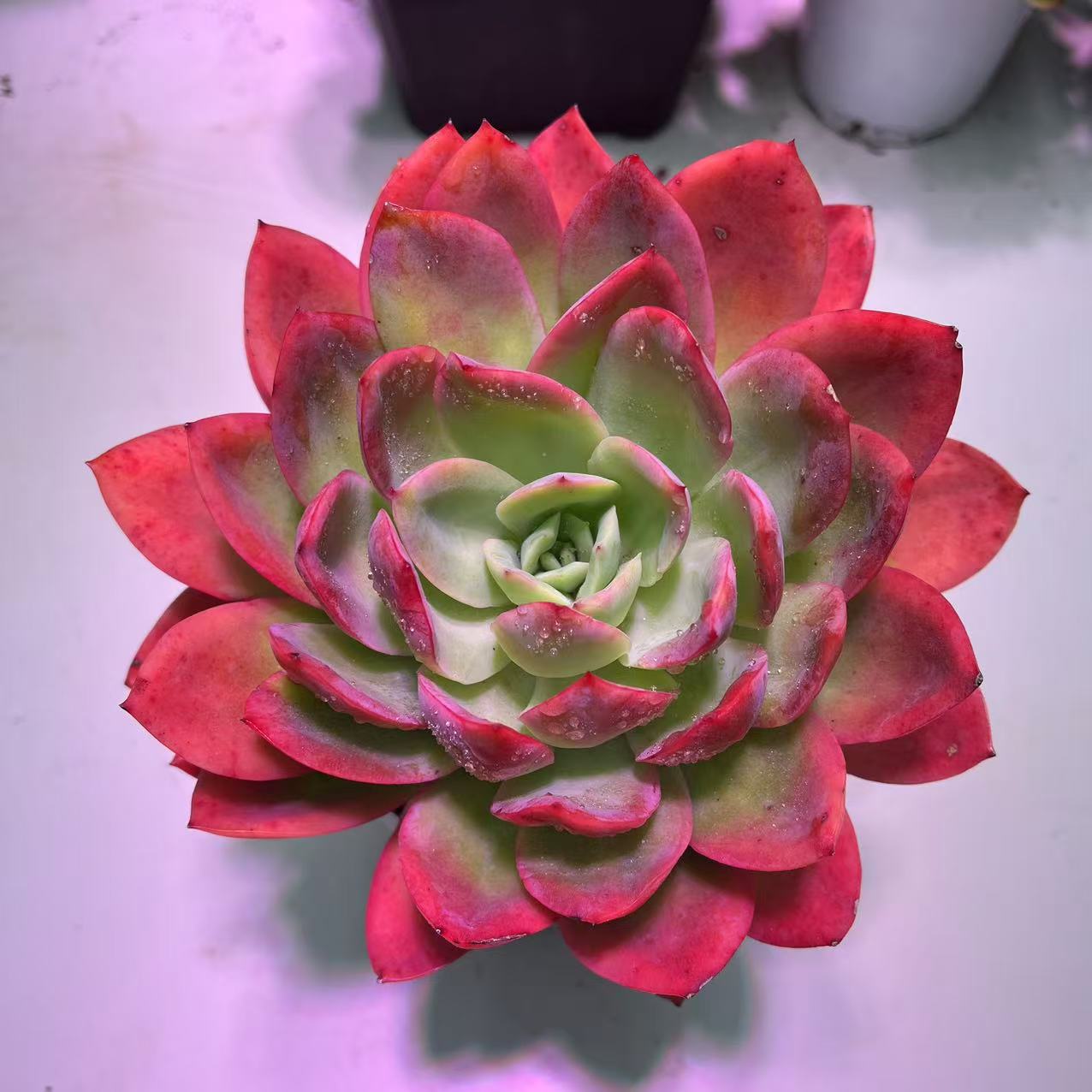 绮罗多肉植物 新手好养 好看