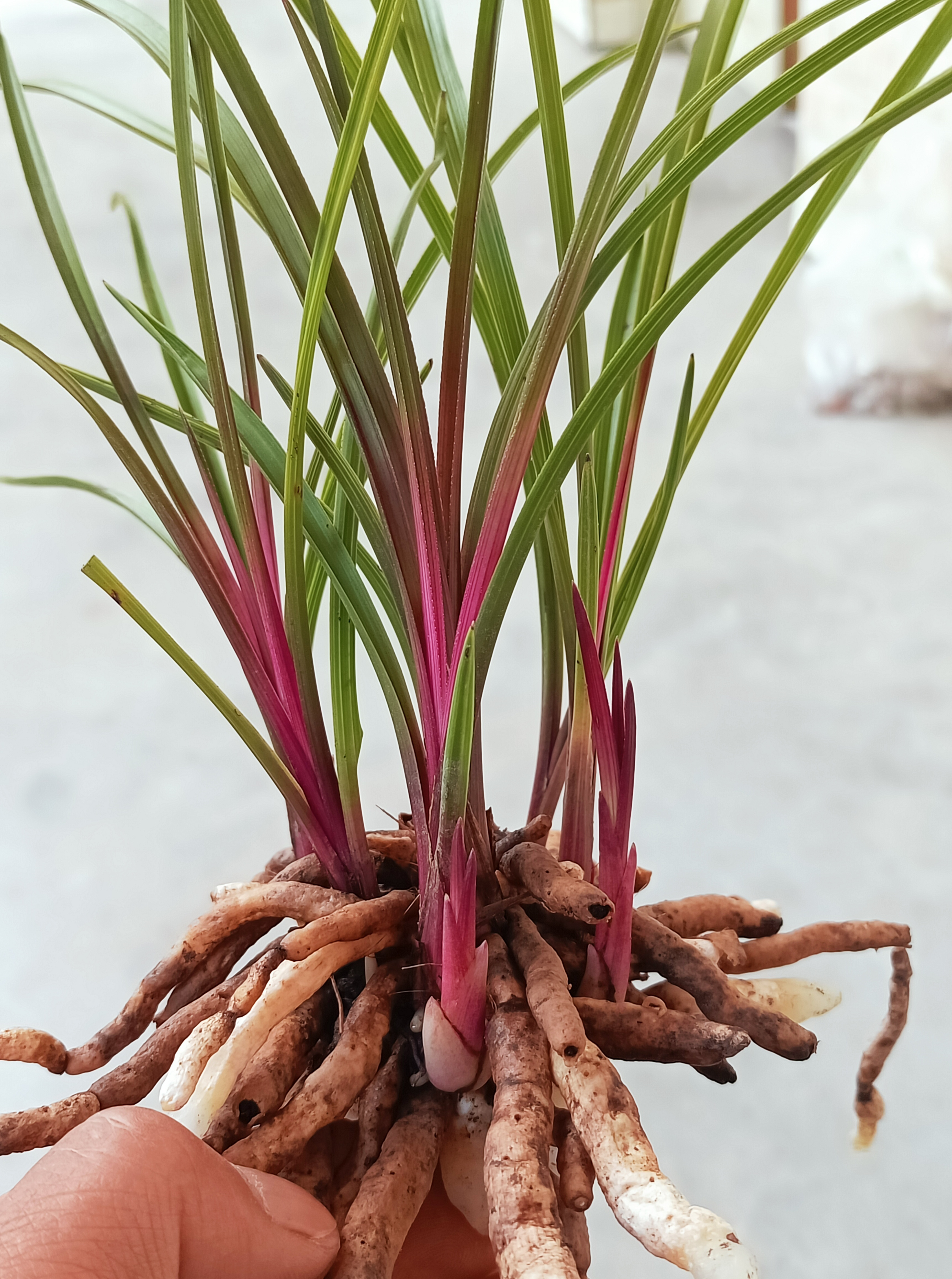 蕙兰红香妃，四川九寨，一杆多花